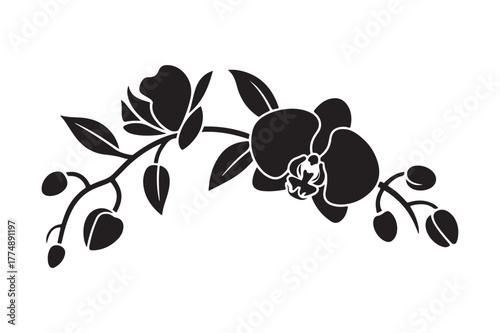 Elegant black silhouette of orchid flowers and buds on a stem