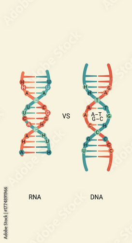 RNA and DNA double helix structures with nucleotide bases labeled.
