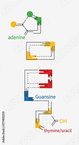 Abstract representation of DNA nucleotides adenine guanine thymine and uracil.