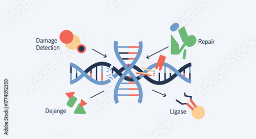 DNA damage detection repair and ligation process illustration.