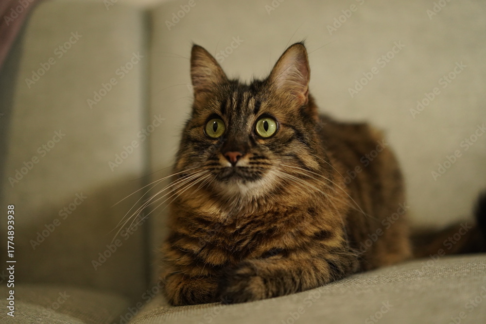 Obraz premium Fluffy brown tabby cat sitting on a sofa looking up curiously