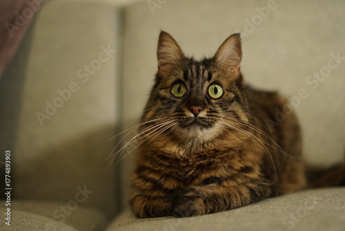 Fluffy brown tabby cat sitting on a sofa looking up curiously