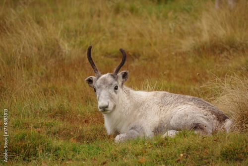 Resting reindeer cub