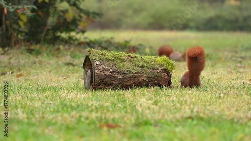Eurasisches Eichhörnchen, (Sciurus vulgaris), hohler, Baumstamm, Wiese, Park