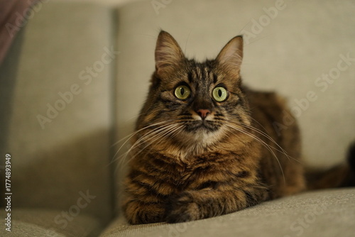 Fluffy brown tabby cat sitting on a sofa looking up curiously
