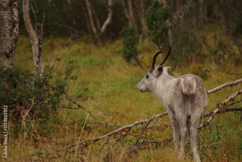Young reindeer in forest
