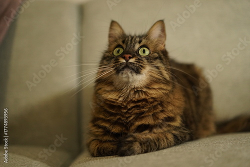 Fluffy brown tabby cat sitting on a sofa looking up curiously