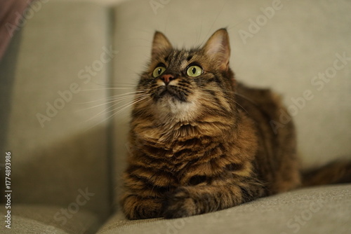 Fluffy brown tabby cat sitting on a sofa looking up curiously