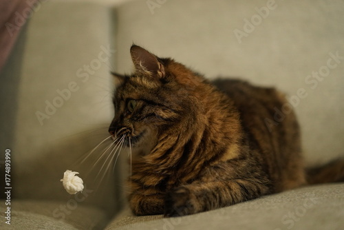 Curious brown tabby cat watching a floating white toy on the couch