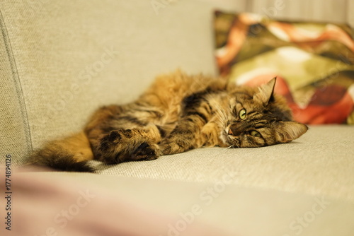 Relaxed brown tabby cat lying comfortably on a soft couch
