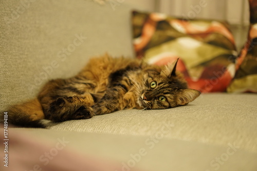 Relaxed brown tabby cat lying comfortably on a soft couch