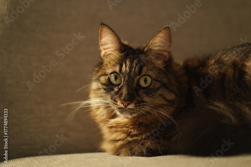 Fluffy brown tabby cat looking attentively at the camera on a sofa