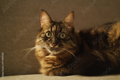 Fluffy brown tabby cat looking attentively at the camera on a sofa