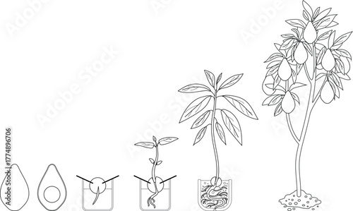 Coloring page with life cycle of avocado (Persea americana) plant isolated on white background. Growth stages from seed to sprout and mature fruit-bearing tree