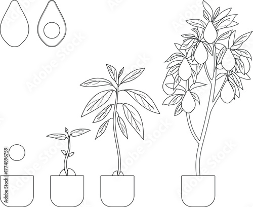 Coloring page with life cycle of avocado (Persea americana) plant isolated on white background. Growth stages from seed to sprout and mature fruit-bearing tree	