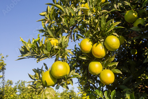 Orange garden with ripe ora...