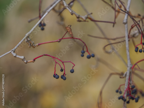 Purple berries of Virginia creeper on a leafless twig.
