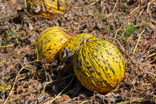 Ripe Kirkagac Melons Ready ...