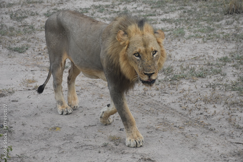 Obraz premium Young African Male Lion Zambia