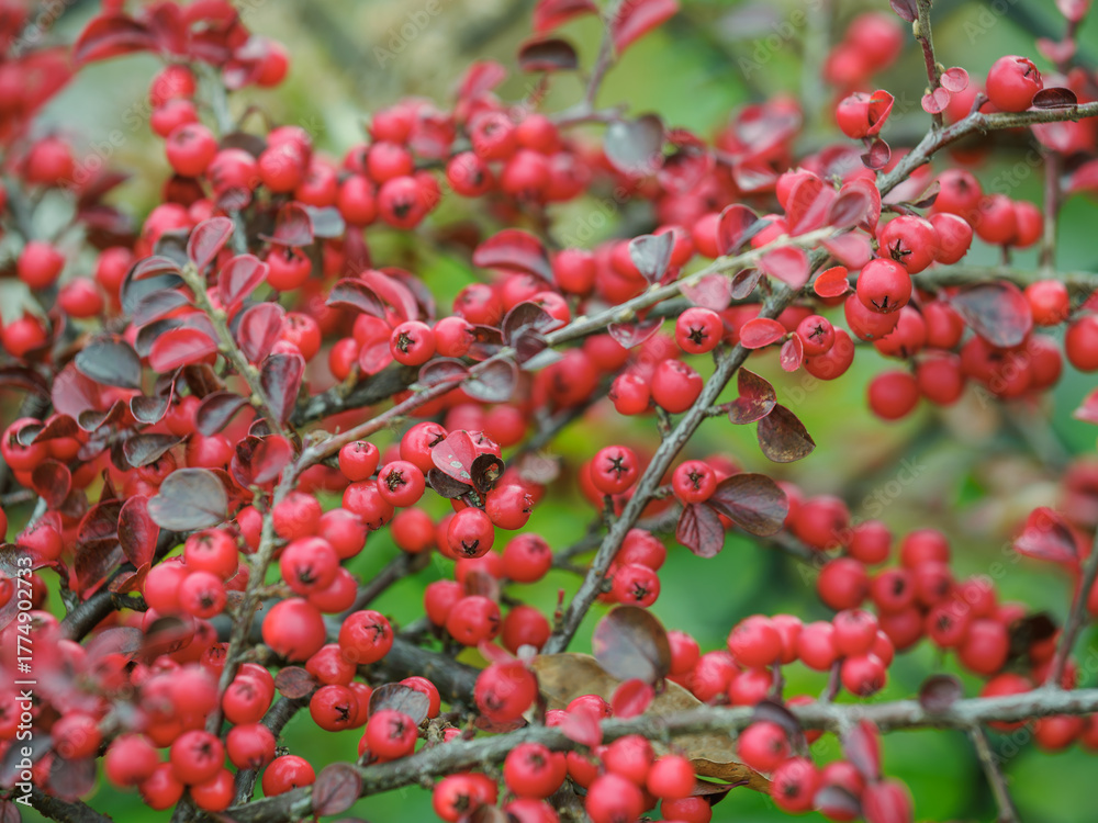 Fototapeta premium Small red berries on a twig of cotoneaster horizontalis. 
