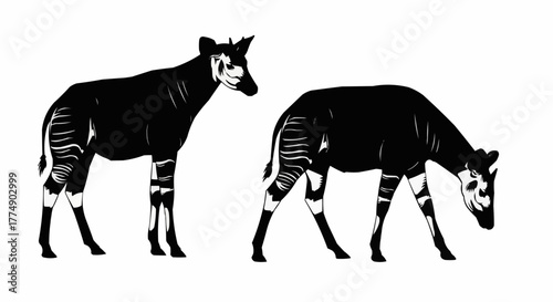 High quality okapi silhouette set featuring the rare african forest animal in clean vector style designed for posters prints logos and digital art projects