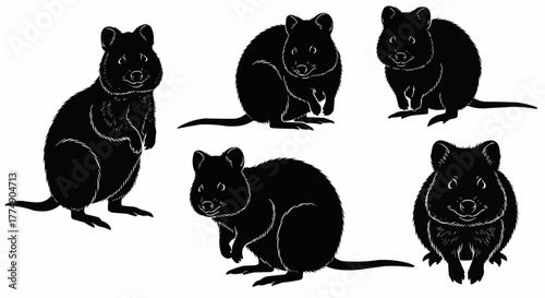 Quokka silhouette collection showcasing the friendly australian marsupial in clean and minimal vector art style perfect for posters prints logos and wildlife artwork