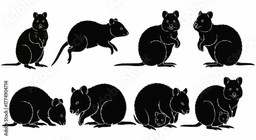 Quokka silhouette collection showcasing the friendly australian marsupial in clean and minimal vector art style perfect for posters prints logos and wildlife artwork