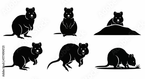 Quokka silhouette collection showcasing the friendly australian marsupial in clean and minimal vector art style perfect for posters prints logos and wildlife artwork
