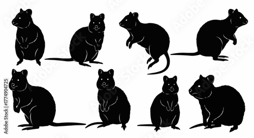 Quokka silhouette collection showcasing the friendly australian marsupial in clean and minimal vector art style perfect for posters prints logos and wildlife artwork