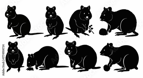Quokka silhouette collection showcasing the friendly australian marsupial in clean and minimal vector art style perfect for posters prints logos and wildlife artwork