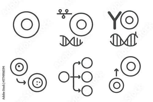 Stem Cell Research Icons. Line style icons of stem cell research: cellular reprogramming icon, epigenetic reset, transcription