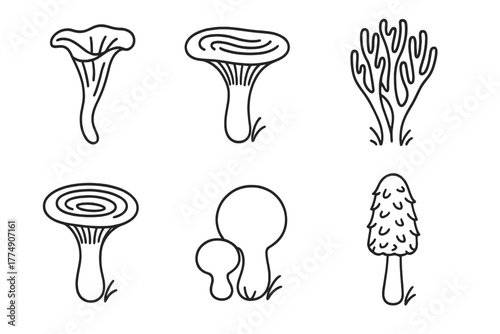 Rare Mushroom Icons. Line style icons of Rare Mushroom Species: black trumpet, blue milk cap, coral fungi, indigo milk cap,