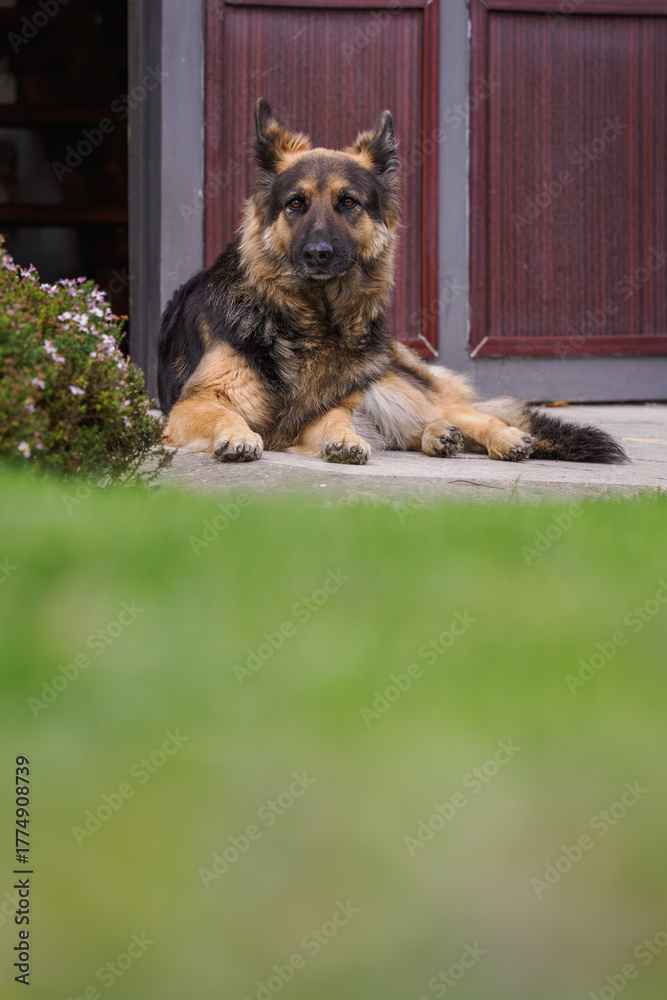 Fototapeta premium German Shepherd lying outdoors by a door on concrete behind grass. 