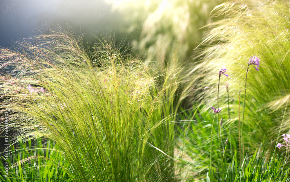 Obraz premium Mexican feather grass in modern garden, Stipa tenuissima gardening, landscaping, design. Pony Tails, Nassella, garden design, cereals, close up. Ornamental Plants, perennial grasses 