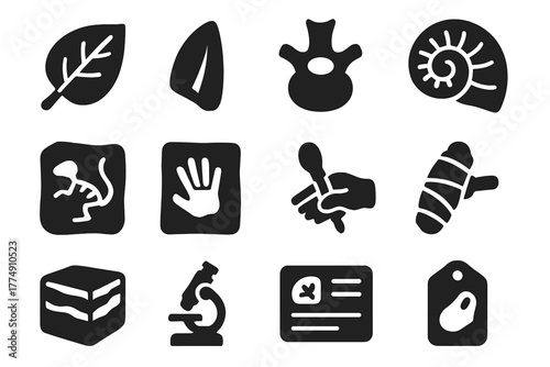 Fossil Study Icons. Solid style icons of Fossil study: fossilized leaf, dinosaur tooth, vertebra fragment, ammonite shell, fossil