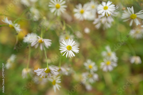 Blumen im Herbst