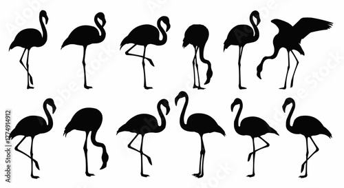 Graceful flamingo silhouette set showing elegant standing and wading poses isolated on white background for modern tropical design use