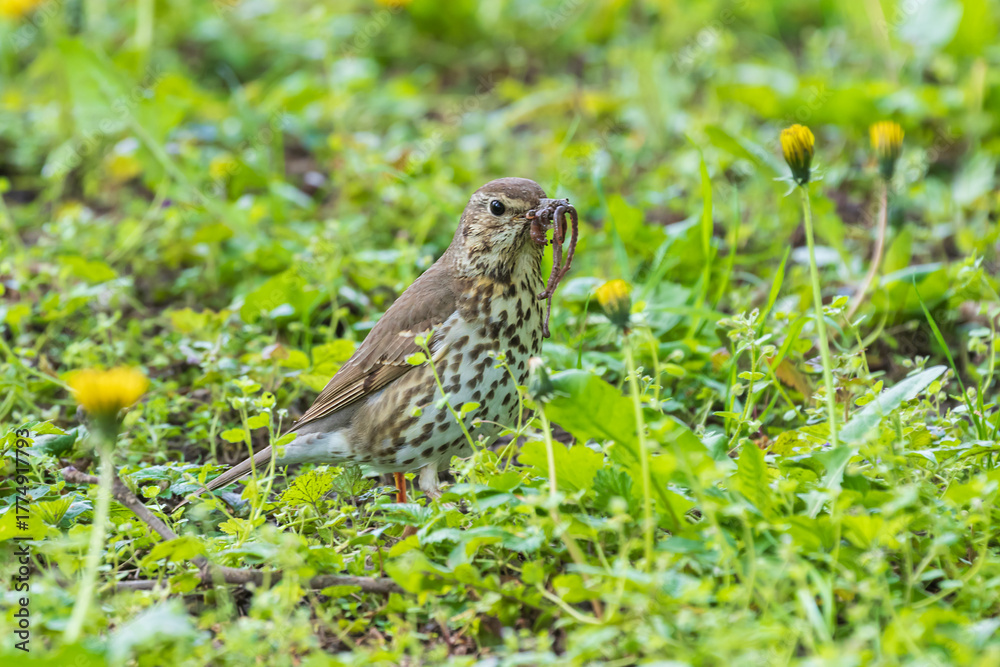Fototapeta premium Bird with beak full of earthworms in spring grass