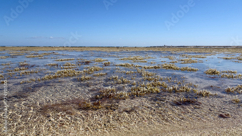 Exposed reef flat at low tide along the Red Sea, revealing shallow waters, coral formations, and coastal marine life.