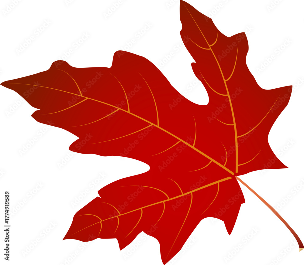 Obraz premium Red maple leaf with arc +25 effect rotated 90° — isolated vector for autumn design, stickers, cards, crafts and print projects. EPS + high-res JPEG included.
