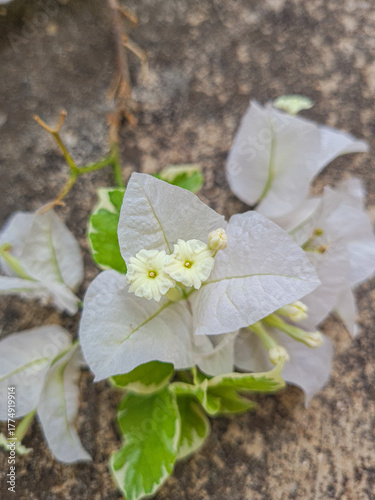 white butterfly on a flower