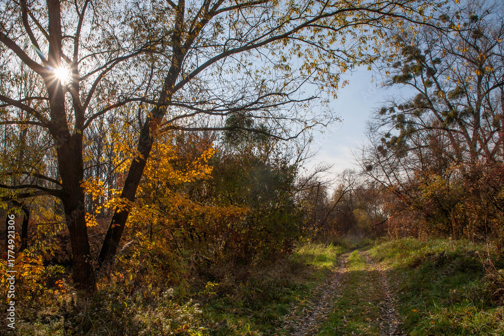 Fototapeta premium Autumn gold color trees czechia