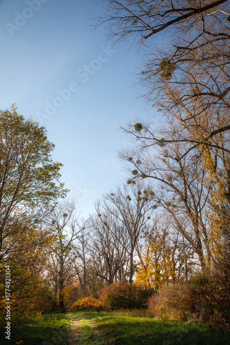 Autumn gold color trees czechia