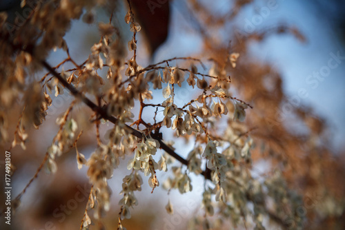 Giant tree in autumn forest way