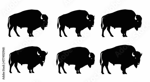 American bison