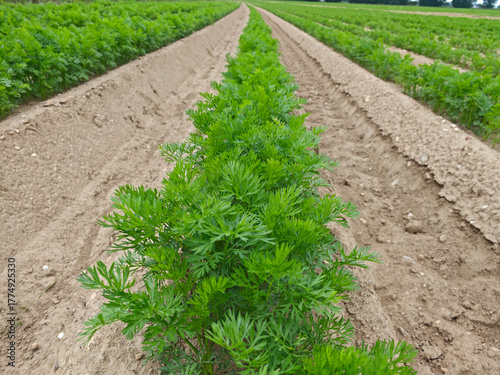 Green carrot plants growing in neat rows on a sunny farm in mid-summer