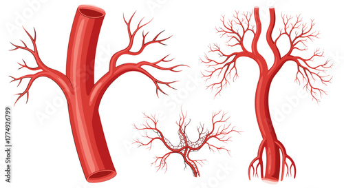 Detailed medical vector illustration showcasing a set of human blood vessels, including arteries and veins branching out, with a focus on the intricate network of capillaries, presented in a vivid