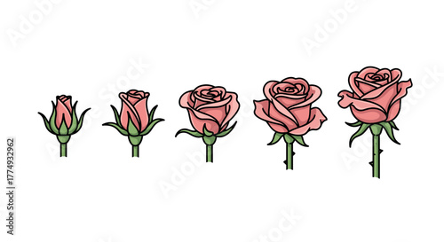 The beautiful life cycle of a pink rose, depicted in five stages from bud to full bloom, showcasing the delicate unfolding of petals and the natural progression of growth against a stark black