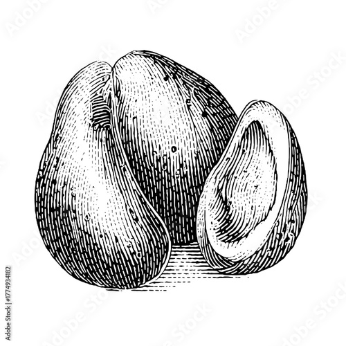 Engraved illustration set of avocados showcasing distinct shapes and textures for culinary creativity and artistic inspiration