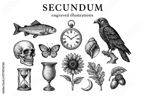 Engraved vector illustrations collection featuring nature, time, and symbolism in a unique artistic display